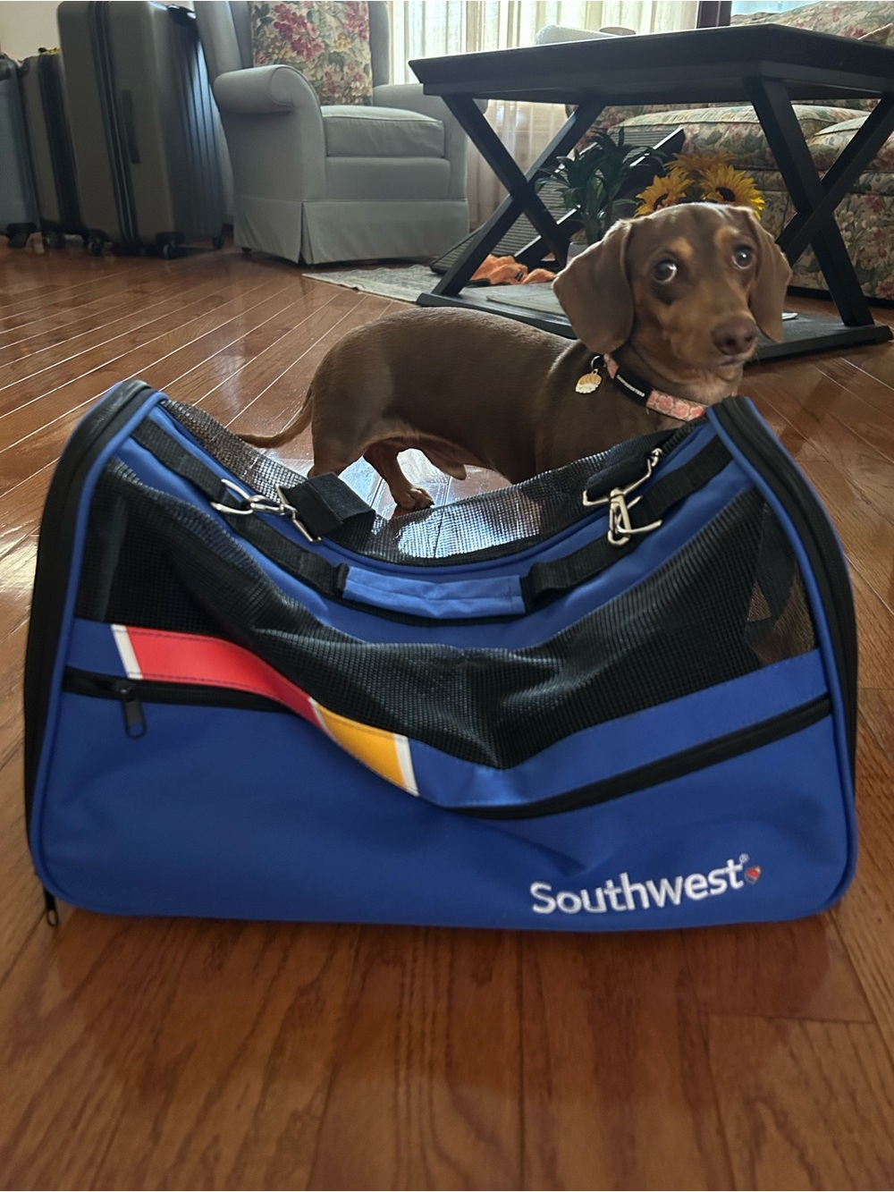 Blue Pet Carrier Bag - Travel-Friendly Dog Carrier